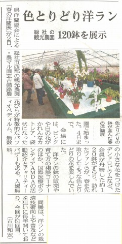 色とりどり洋らん　総社の観光農園　１２０鉢を展示　山陽新聞